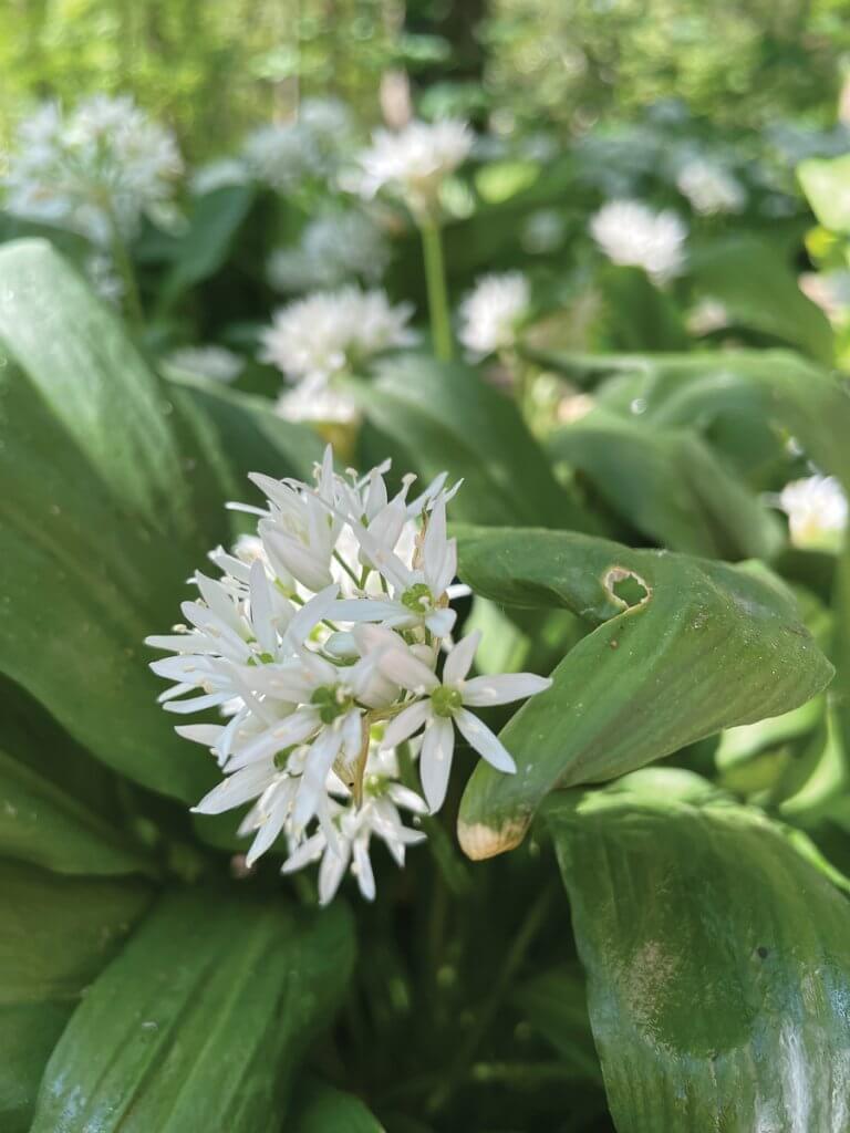 Wild garlic. Picture: Fiona Stubbs