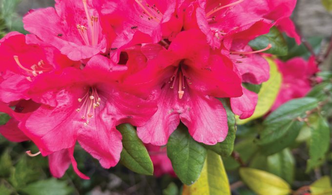 Look out for colourful azaleas this month. Picture: Fiona Stubbs