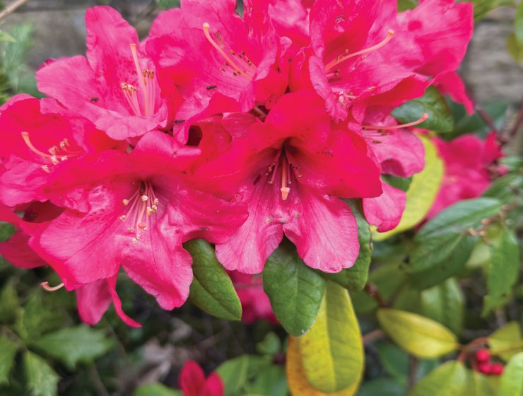 Look out for colourful azaleas this month. Picture: Fiona Stubbs