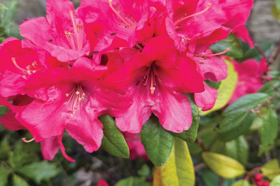 Look out for colourful azaleas this month. Picture: Fiona Stubbs