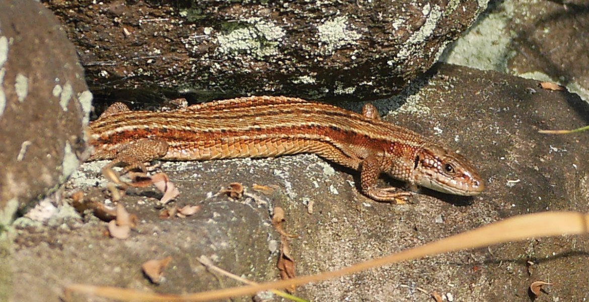 A common lizard basking in the sun