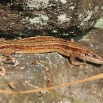 A common lizard basking in the sun