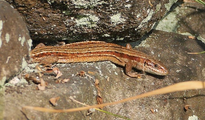 A common lizard basking in the sun