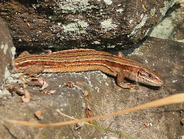A common lizard basking in the sun