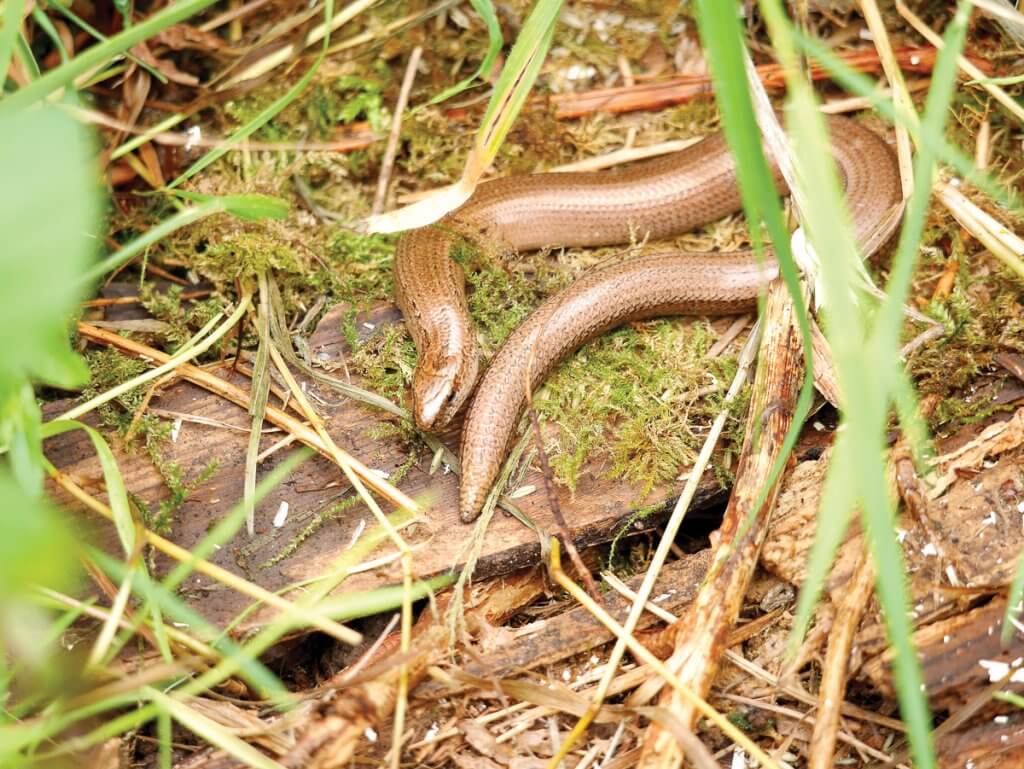 A slow worm