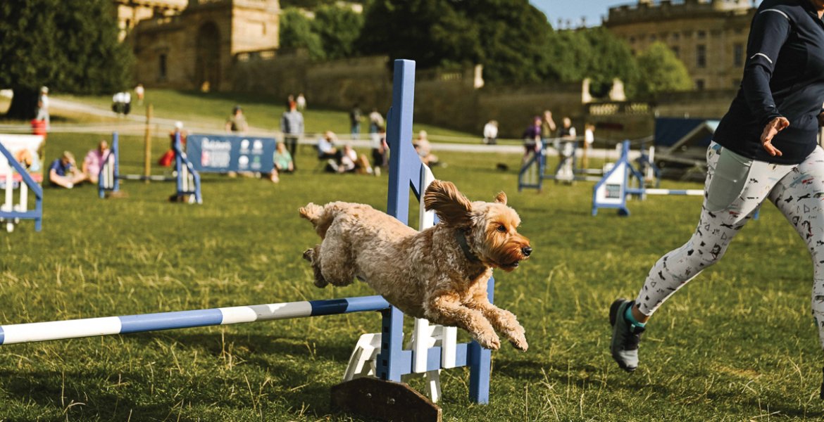 Best in Show Chatsworth Country Fair - Chatsworth House Trust