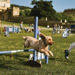 Best in Show Chatsworth Country Fair - Chatsworth House Trust