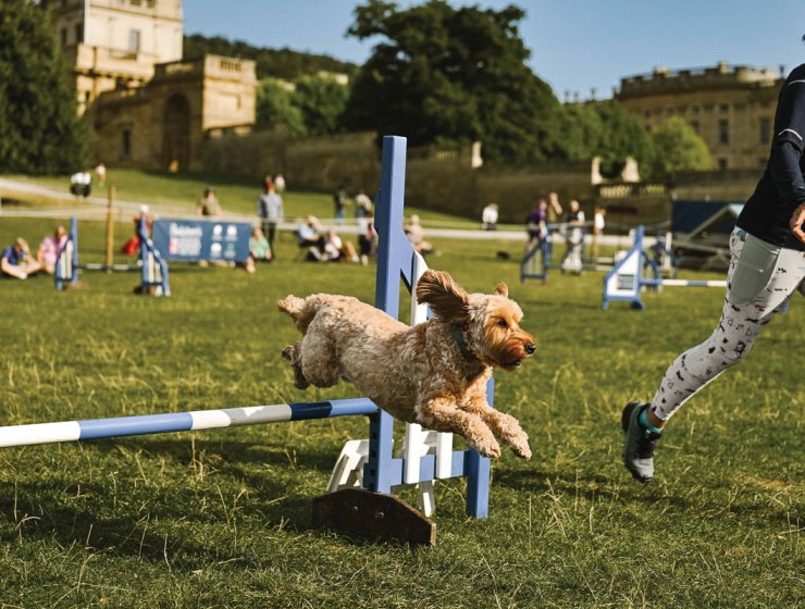 Best in Show Chatsworth Country Fair - Chatsworth House Trust