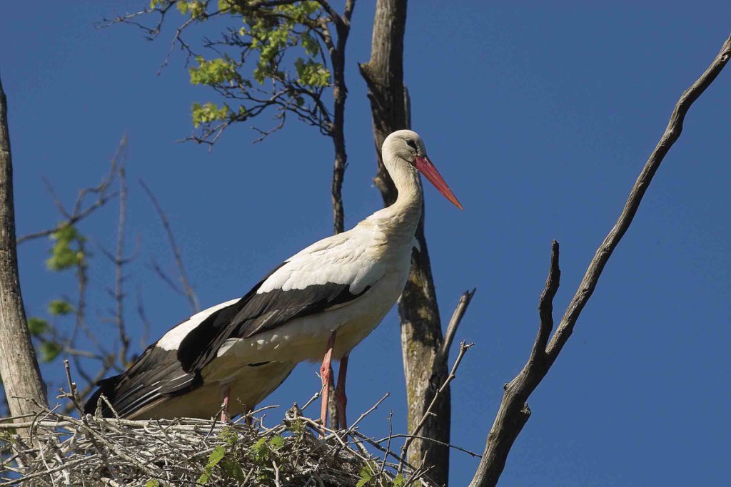 White Stork. Picture: Derek Moore