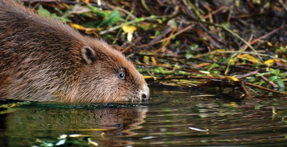 Beaver release at Willington Wetlands. Picture: Ross Cooper