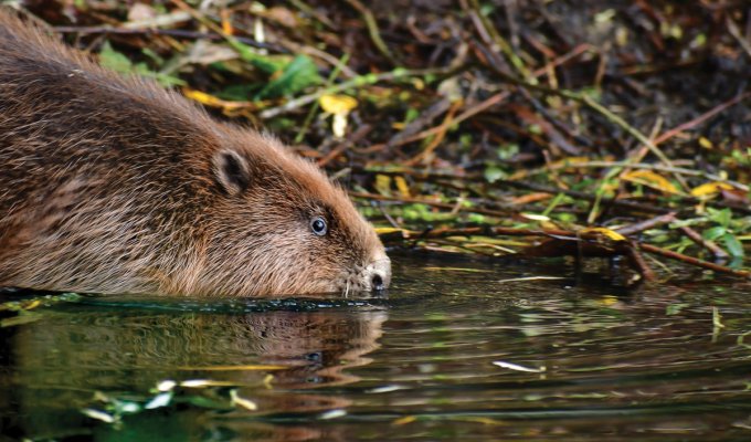 Beaver release at Willington Wetlands. Picture: Ross Cooper