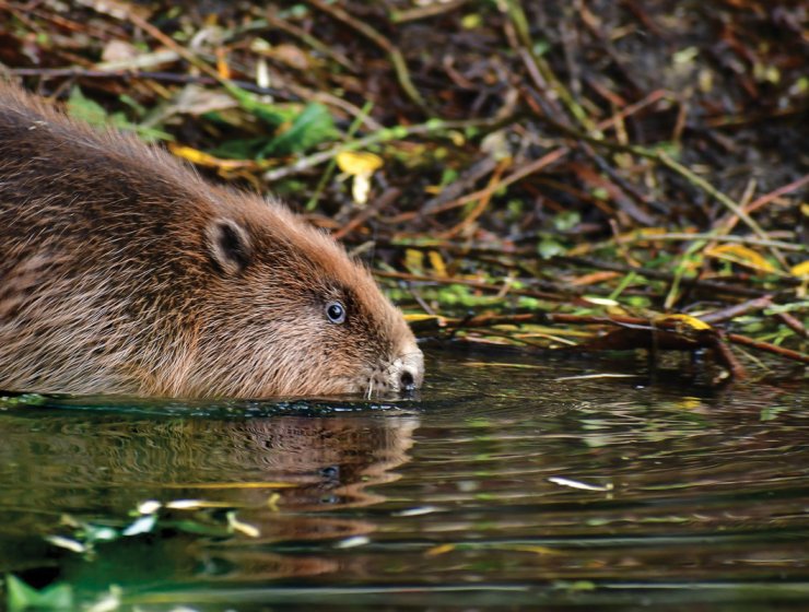 Beaver release at Willington Wetlands. Picture: Ross Cooper