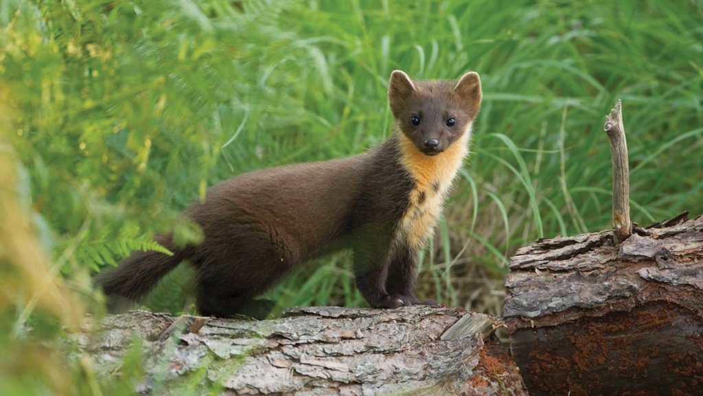 Pine Marten. Picture: Mark Hamblin2020VISION