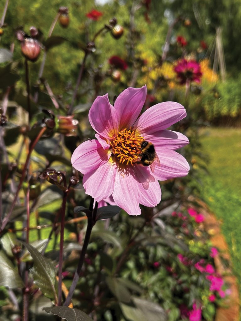 Open flowered dahlias are loved by pollinators