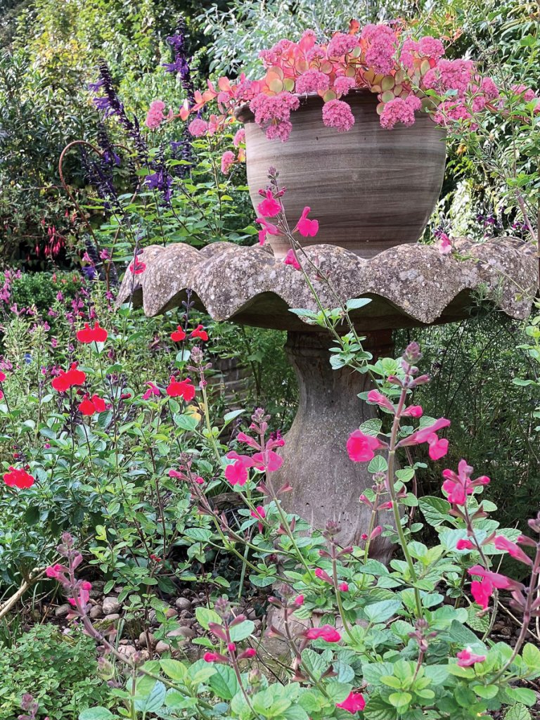 Salvias provide late season colour
