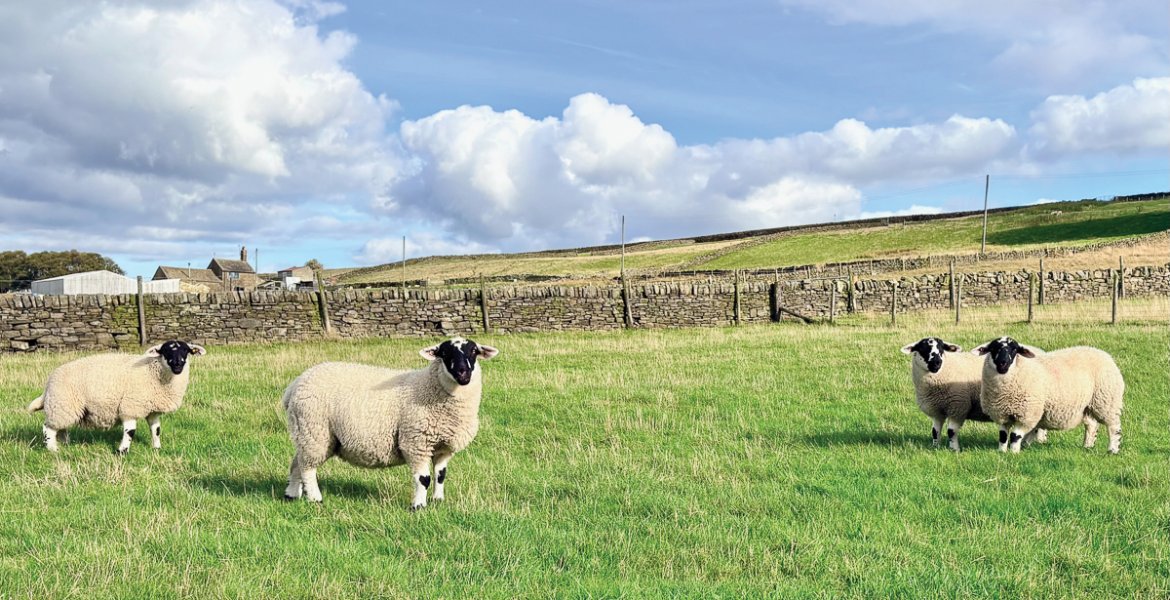 Some hardy Derbyshire Gritstone sheep, one of the oldest breeds in the UK. Picture: John Eggleton