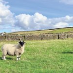 Some hardy Derbyshire Gritstone sheep, one of the oldest breeds in the UK. Picture: John Eggleton