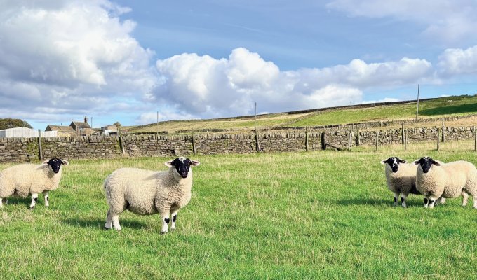 Some hardy Derbyshire Gritstone sheep, one of the oldest breeds in the UK. Picture: John Eggleton