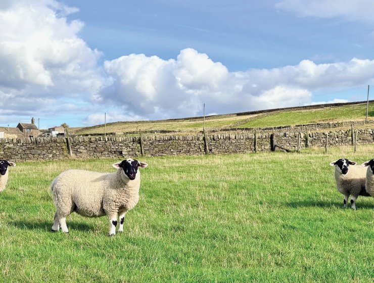 Some hardy Derbyshire Gritstone sheep, one of the oldest breeds in the UK. Picture: John Eggleton