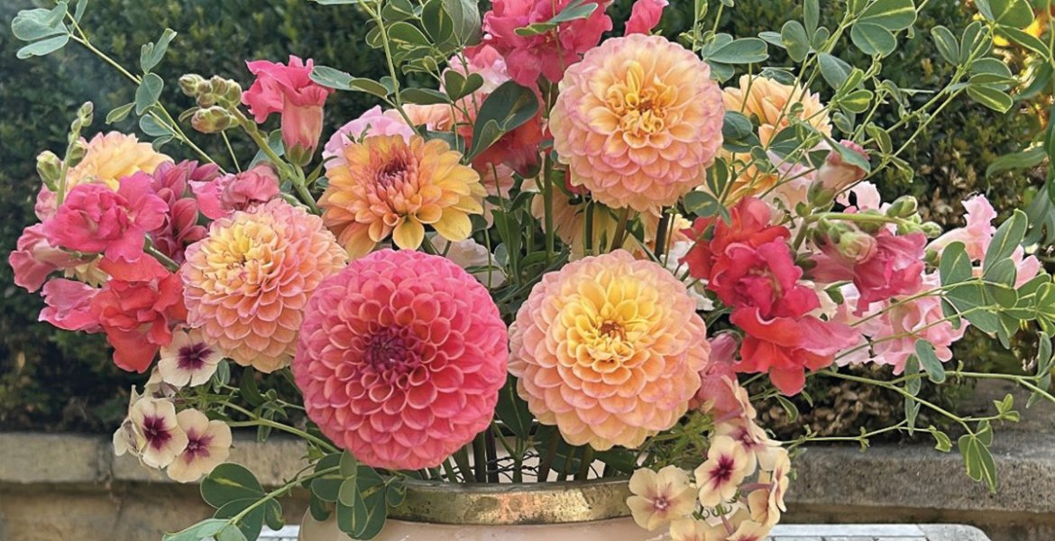 Pom pom dahlias make excellent cut flowers