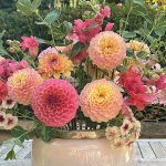 Pom pom dahlias make excellent cut flowers