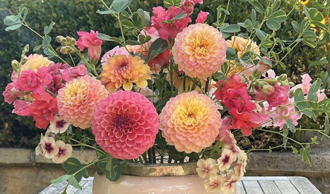 Pom pom dahlias make excellent cut flowers