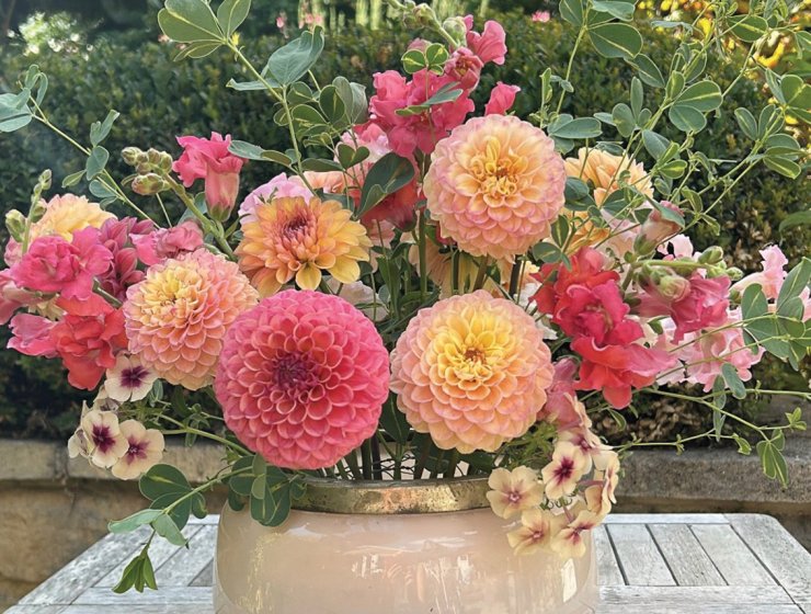 Pom pom dahlias make excellent cut flowers