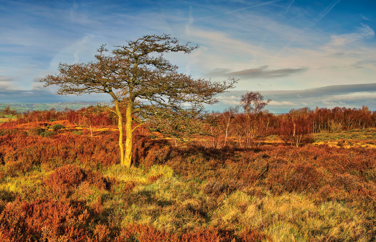 Stanton Moor The last light from the setting sun illuminates this tree on Stanton Moor and helps to define its isolation from the surrounding landscape.