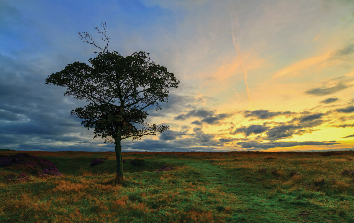 Sunset at Ramsley Moor This tree on Ramsley Moor made a fabulous subject for a photograph at sunset.