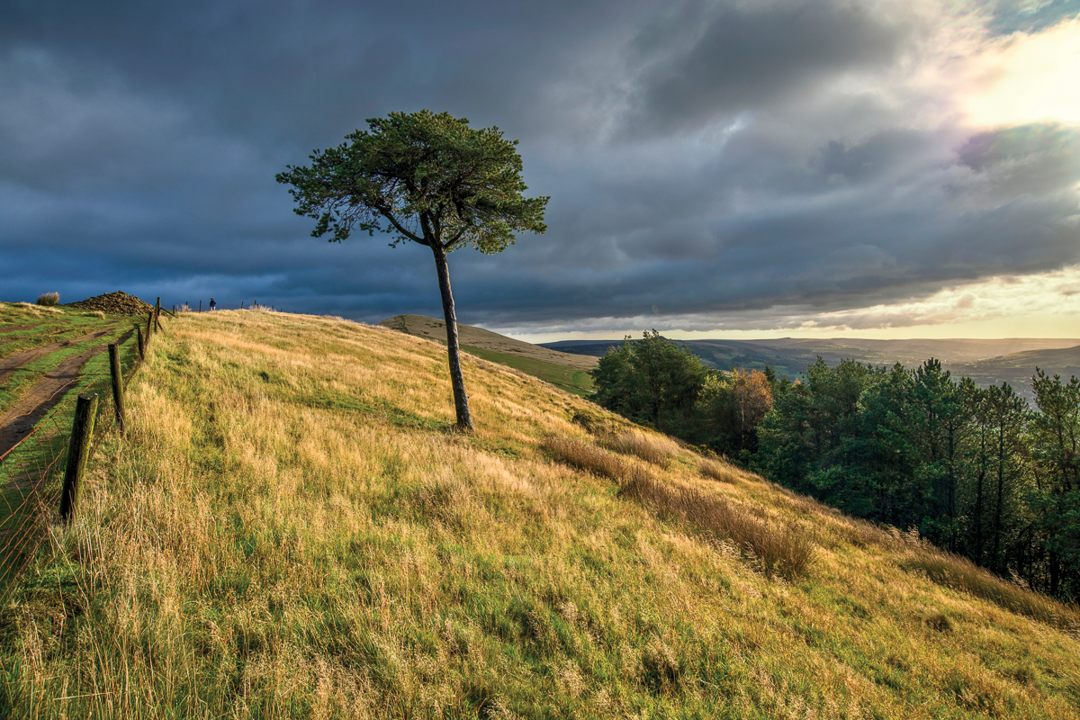 The lone tree on Back Tor This iconic isolated tree on the upper slopes of Back Tor is a very popular subject for photographers and artists.
