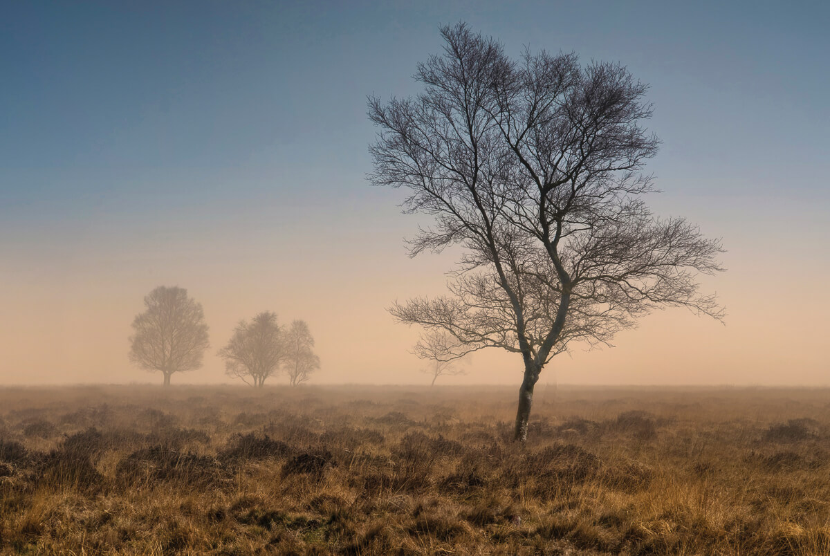 A misty morning on Leash Fen, Eastern Moors A ground mist at dawn helped to isolate this tree on Leash Fen from the distant trees on the horizon.