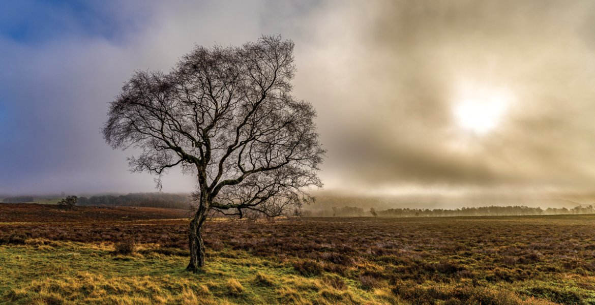 An eerie dawn light over Lawrence Field Directly opposite the Surprise View car park, across the A6187 in Lawrence Field, stands one of the most photographed trees in the Peak District National Park. This silver birch holds its ground in poignant isolation, with its graceful, distinctive profile appearing to gesture welcomingly towards the moorland and hills beyond.