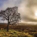 An eerie dawn light over Lawrence Field Directly opposite the Surprise View car park, across the A6187 in Lawrence Field, stands one of the most photographed trees in the Peak District National Park. This silver birch holds its ground in poignant isolation, with its graceful, distinctive profile appearing to gesture welcomingly towards the moorland and hills beyond.