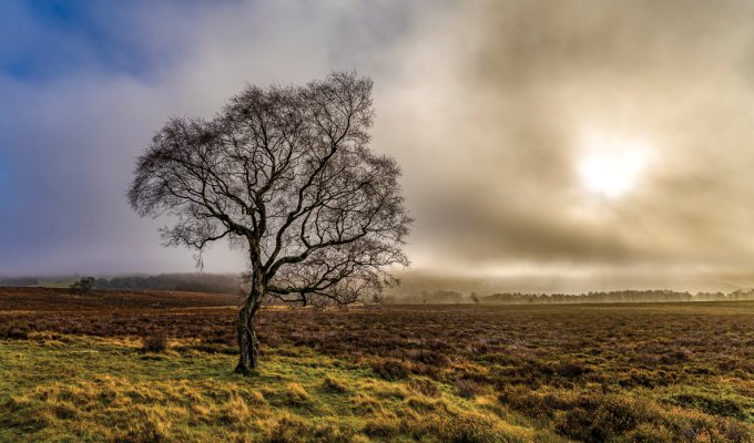 An eerie dawn light over Lawrence Field Directly opposite the Surprise View car park, across the A6187 in Lawrence Field, stands one of the most photographed trees in the Peak District National Park. This silver birch holds its ground in poignant isolation, with its graceful, distinctive profile appearing to gesture welcomingly towards the moorland and hills beyond.