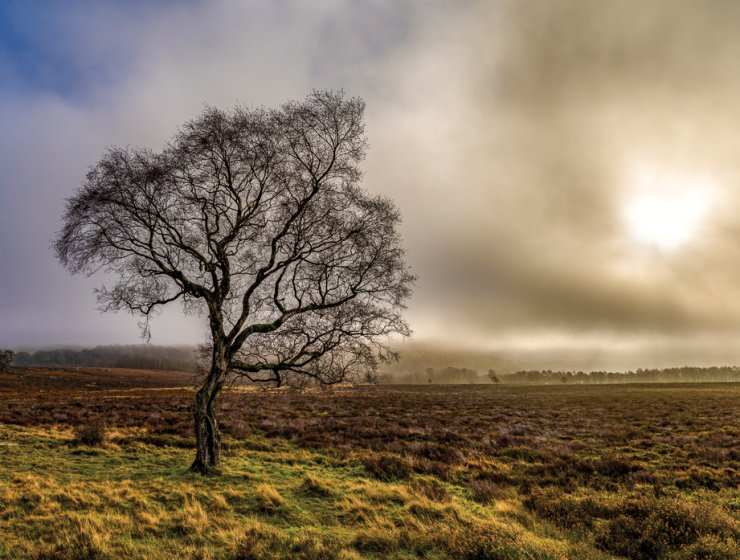 An eerie dawn light over Lawrence Field Directly opposite the Surprise View car park, across the A6187 in Lawrence Field, stands one of the most photographed trees in the Peak District National Park. This silver birch holds its ground in poignant isolation, with its graceful, distinctive profile appearing to gesture welcomingly towards the moorland and hills beyond.