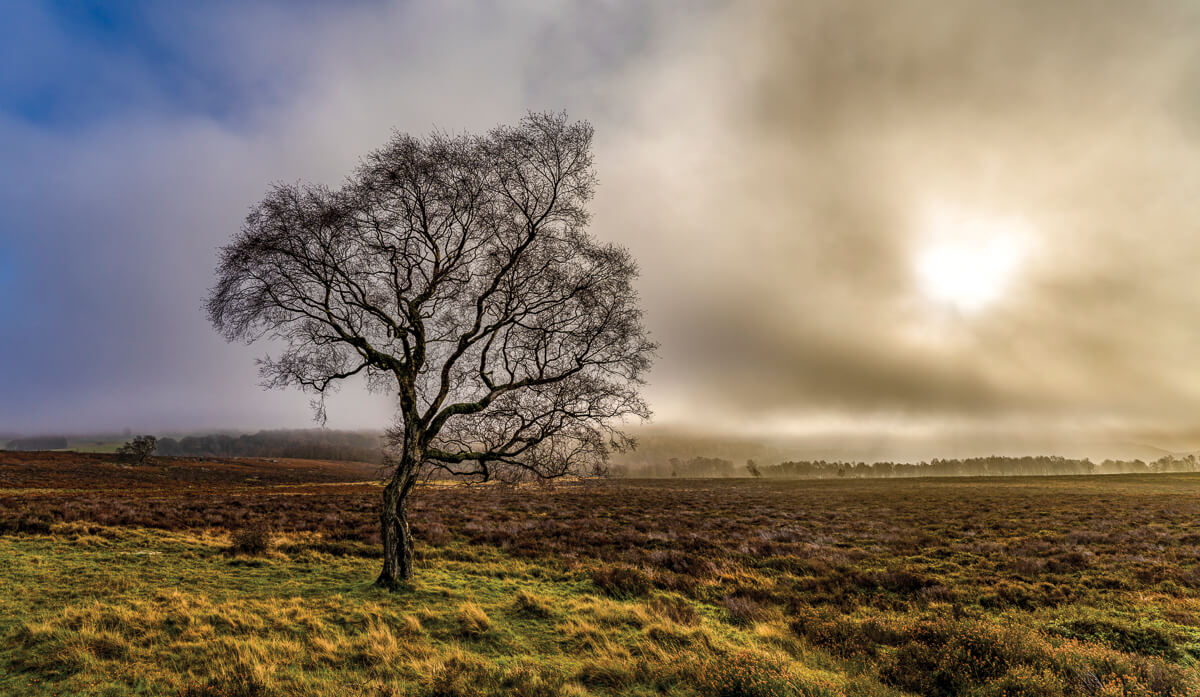 An eerie dawn light over Lawrence Field Directly opposite the Surprise View car park, across the A6187 in Lawrence Field, stands one of the most photographed trees in the Peak District National Park. This silver birch holds its ground in poignant isolation, with its graceful, distinctive profile appearing to gesture welcomingly towards the moorland and hills beyond.